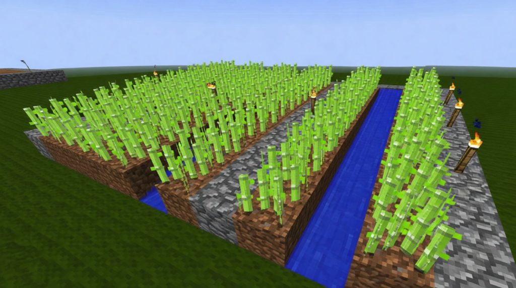 Une grande ferme de canne à sucre dans Minecraft, montrant des rangées de canne à sucre, des canaux d'irrigation et des torches sur un sol en herbe.